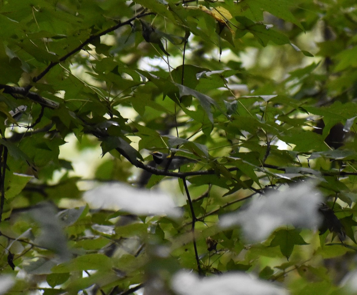 Golden-winged Warbler - Gabe Hargrove