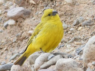 Download Puna Yellow Finch Sicalis Lutea Birds Of The World