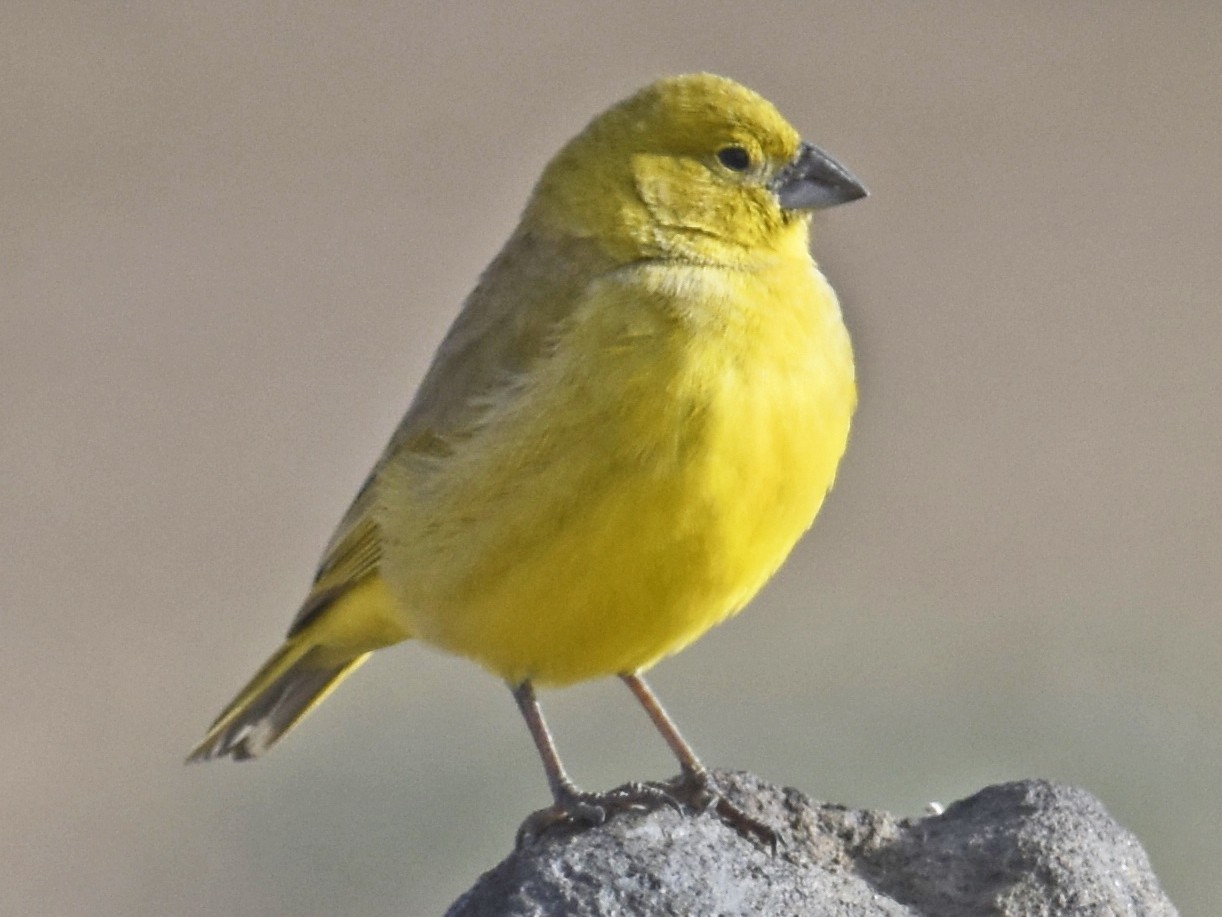 Puna Yellow-Finch - Juan José Chalco Luna