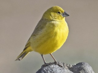 Puna Yellow-Finch - Sicalis lutea - Birds of the World