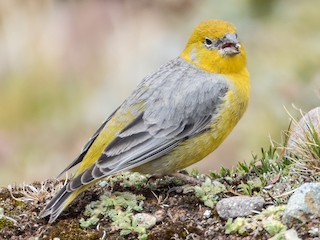  - Bright-rumped Yellow-Finch