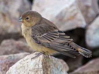 Молодая птица - Darío de la Fuente - ML116103781