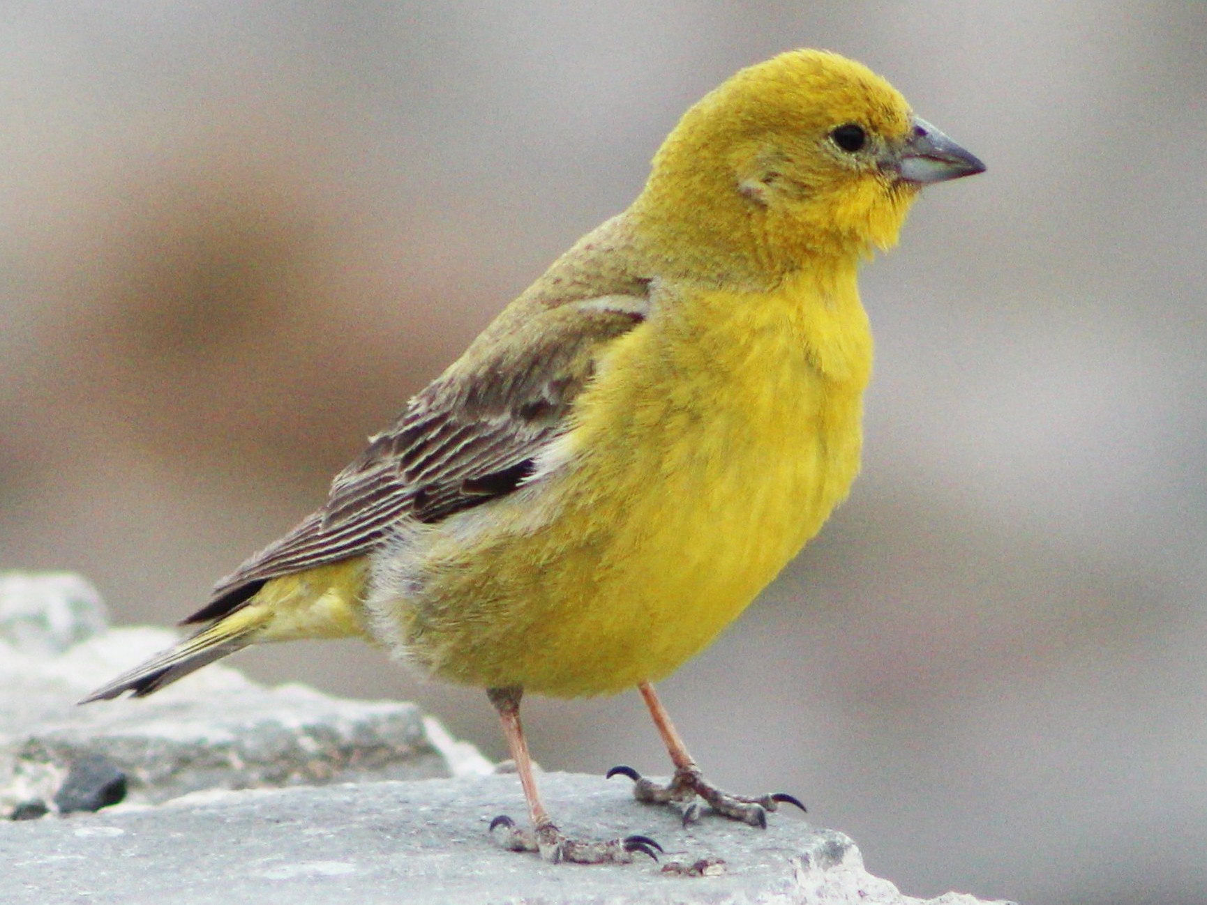 Yellow Finches