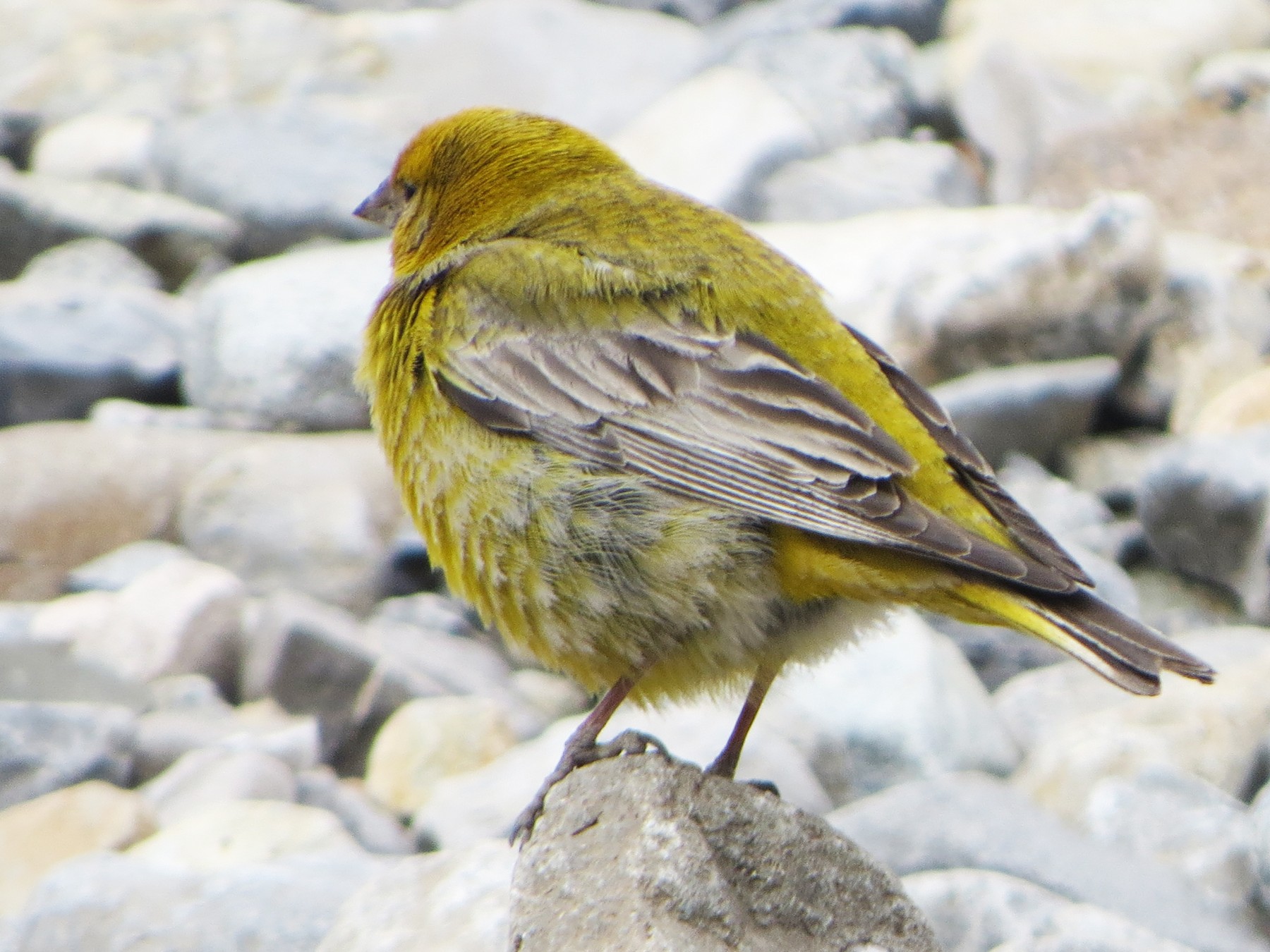 Greater Yellow-Finch - eBird