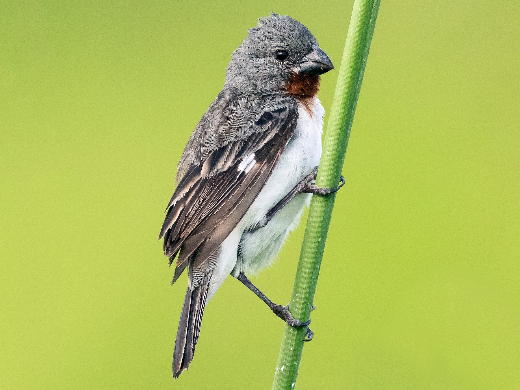 Chestnut-throated Seedeater - Dorian Anderson