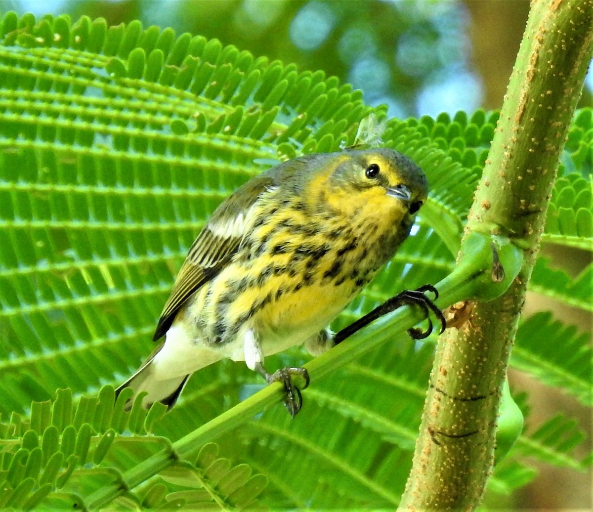 Cape May Warbler - ML116106751