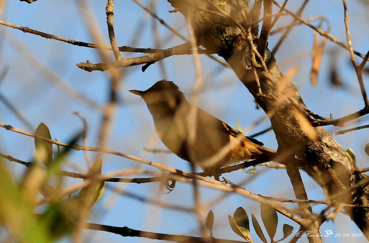 Common Reed Warbler - ML116107111