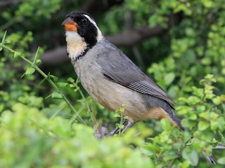 Golden-billed Saltator - eBird
