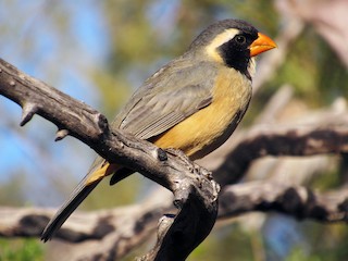  - Golden-billed Saltator