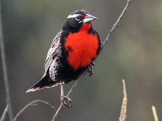 Breeding male - Stephen Gast - ML116108741