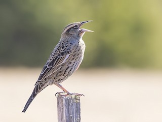 雌鳥/非繁殖期雄鳥 - Pio Marshall - ML116109881