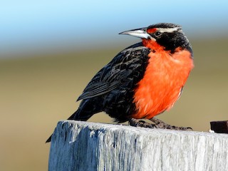  - Long-tailed Meadowlark