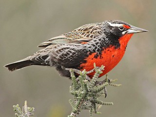  - Long-tailed Meadowlark