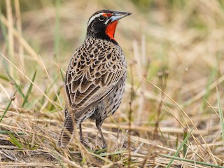  - Long-tailed Meadowlark