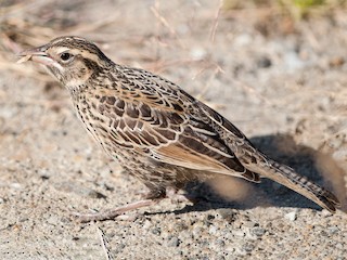  - Long-tailed Meadowlark