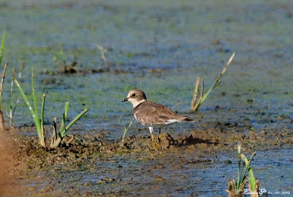 Little Ringed Plover - Carl  Hawker