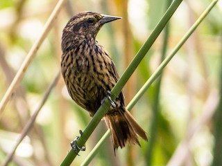 雌鳥/雄未成鳥 - Fernando  Jacobs - ML116110301