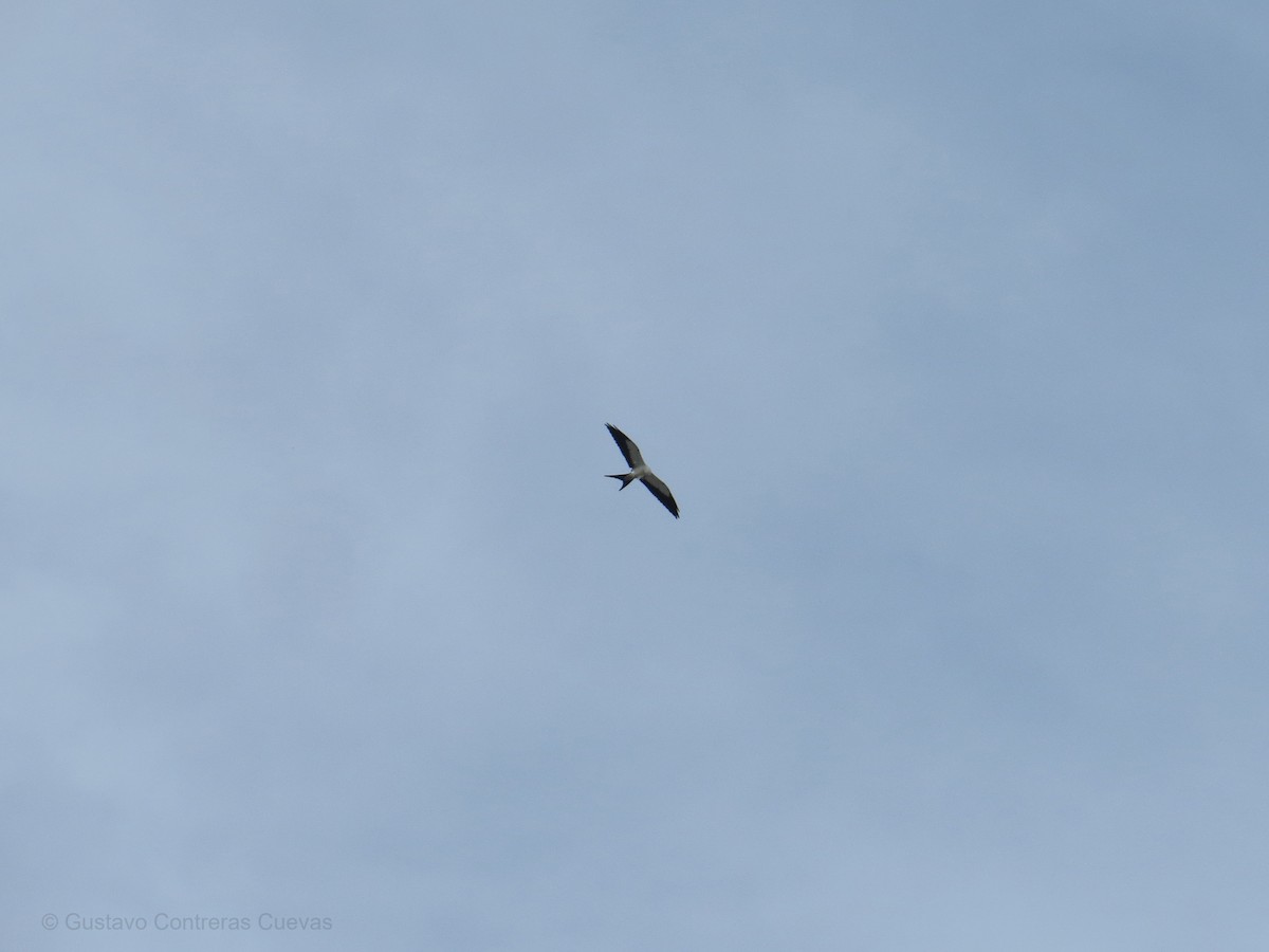 Swallow-tailed Kite - Gustavo Contreras Cuevas