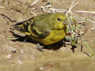  - Yellow-rumped Siskin