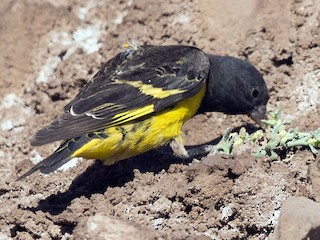  - Yellow-rumped Siskin