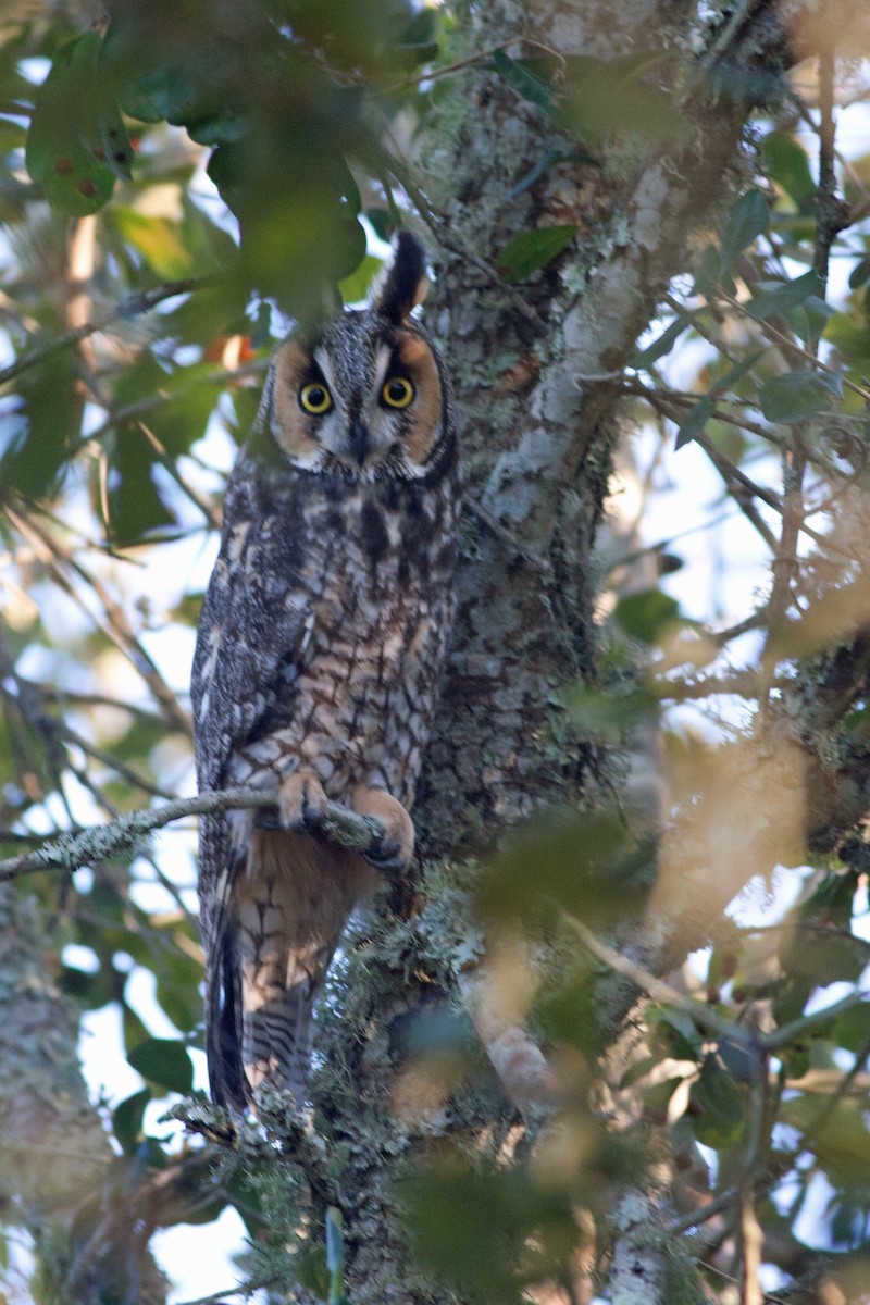 Long-eared Owl - Steve Mayes