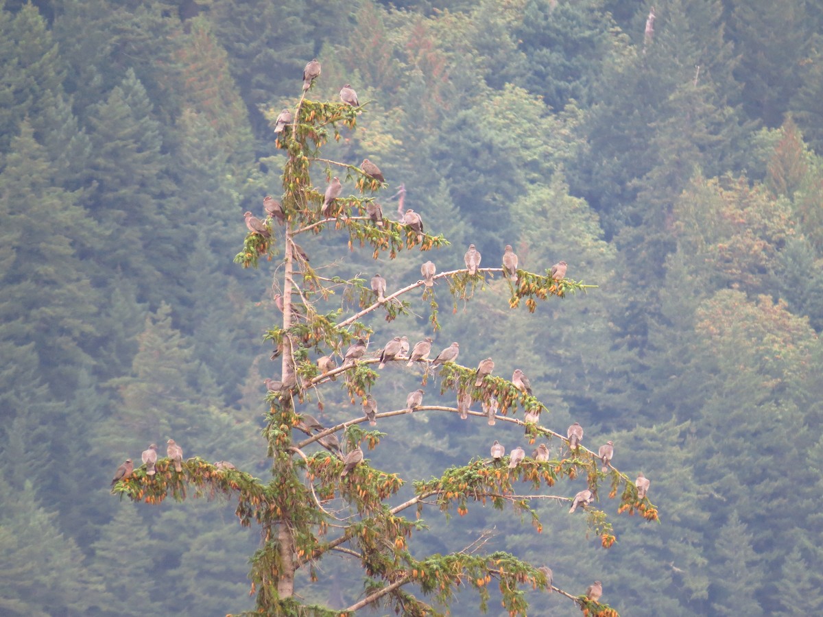 Band-tailed Pigeon - ML116112311
