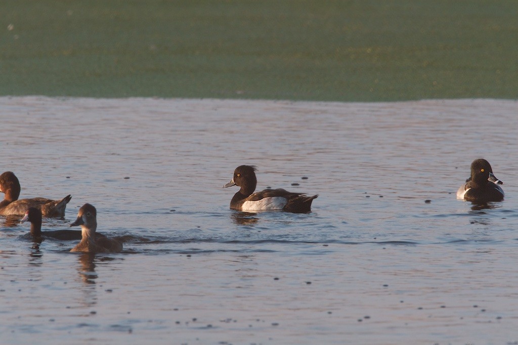 Tufted Duck - ML116115751