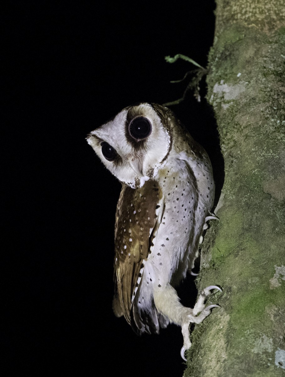 Oriental Bay-Owl - Peter Seubert