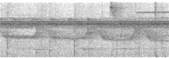 Мурав’янка-куцохвіст велика - ML116119791
