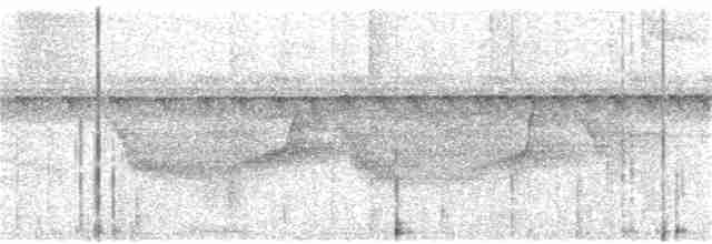 Мурав’янка-куцохвіст велика - ML116121081