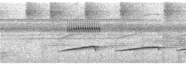 Мурав’янка-куцохвіст велика - ML116121271