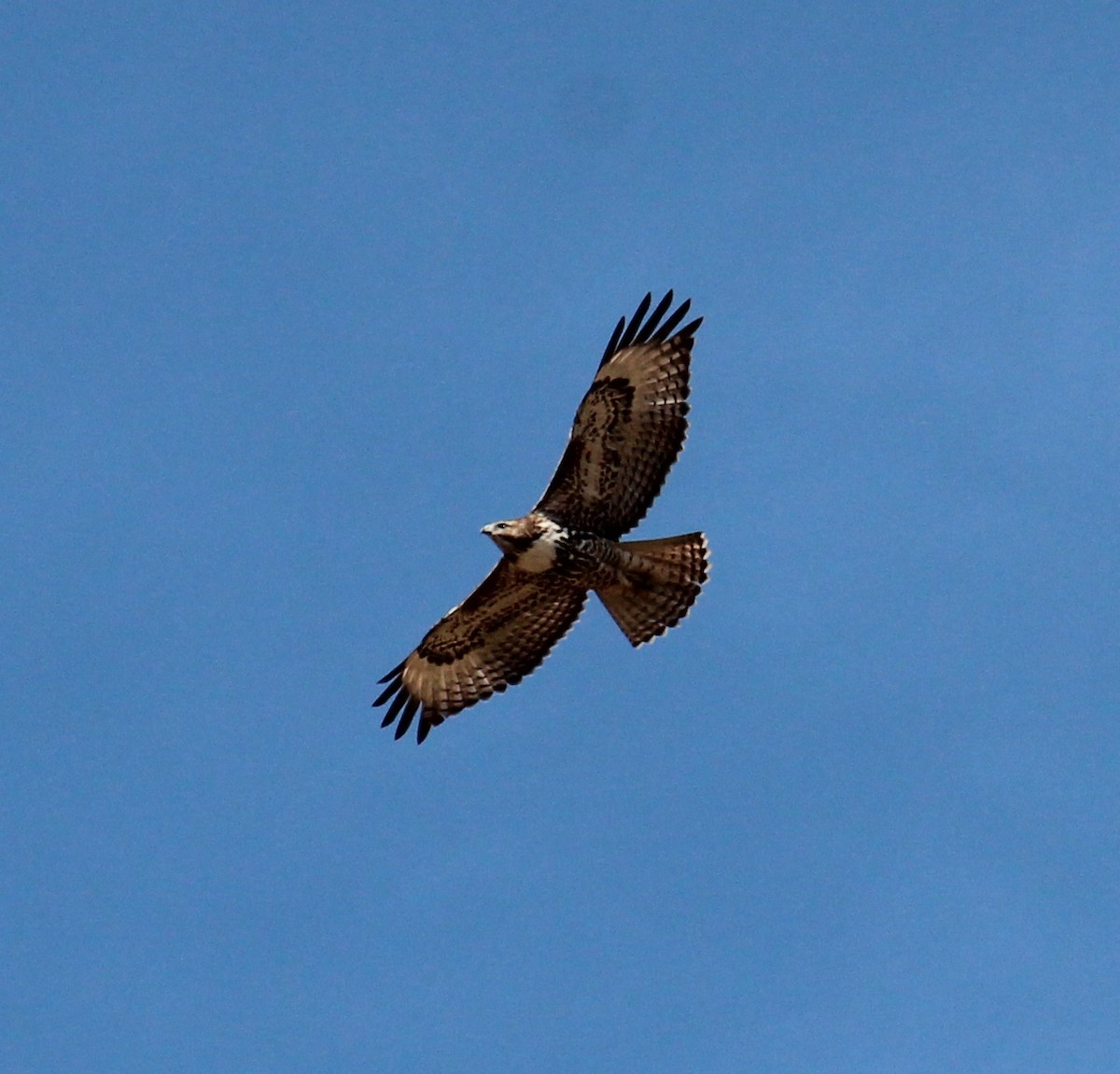 Red-tailed Hawk - ML116121501