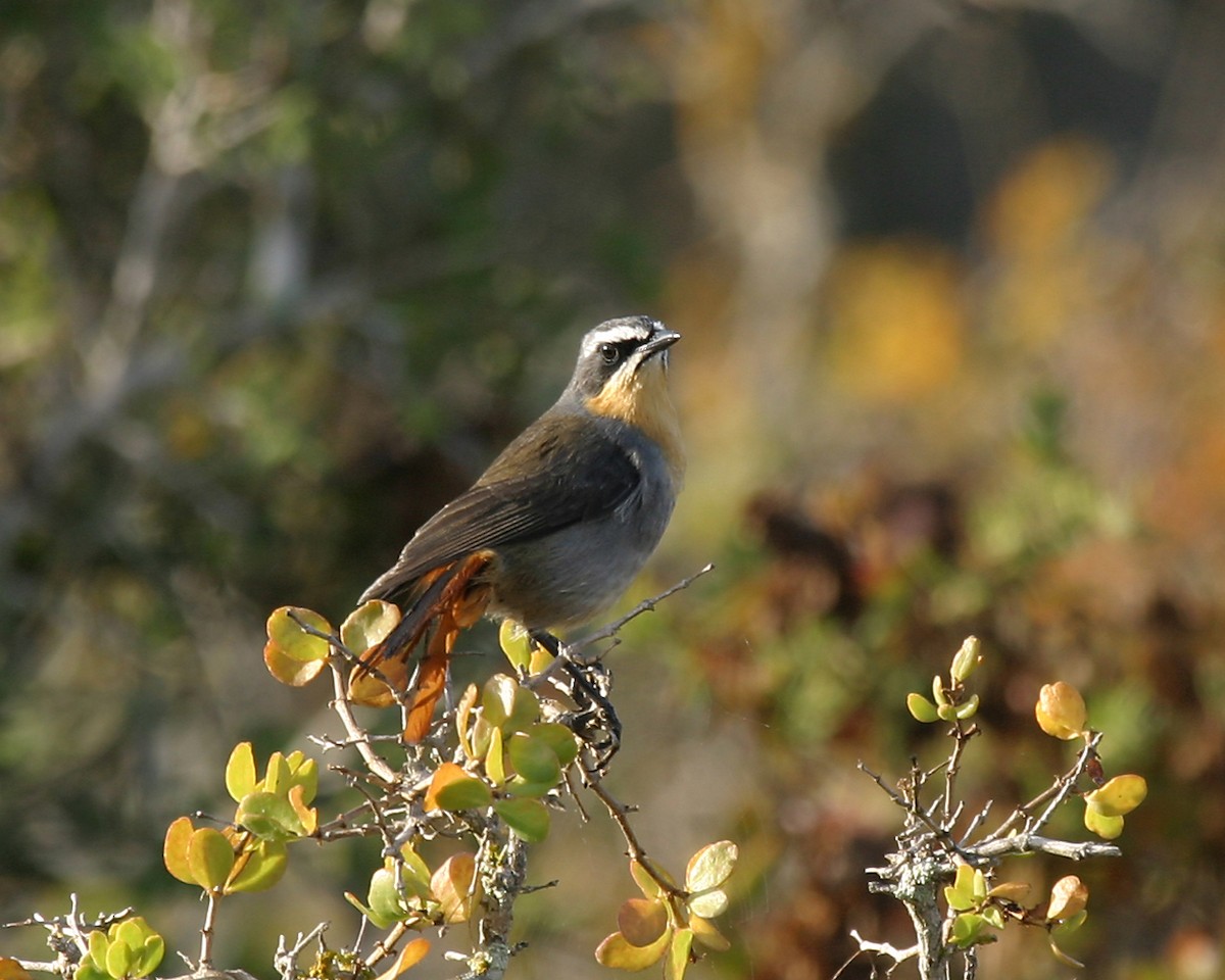 Cape Robin-Chat - Keith CC Mitchell