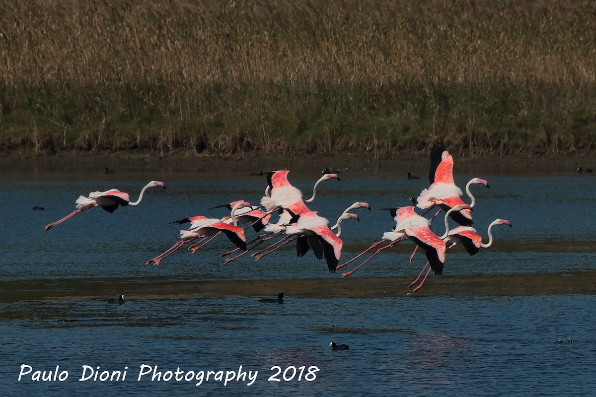 Greater Flamingo - Paulo Dioni