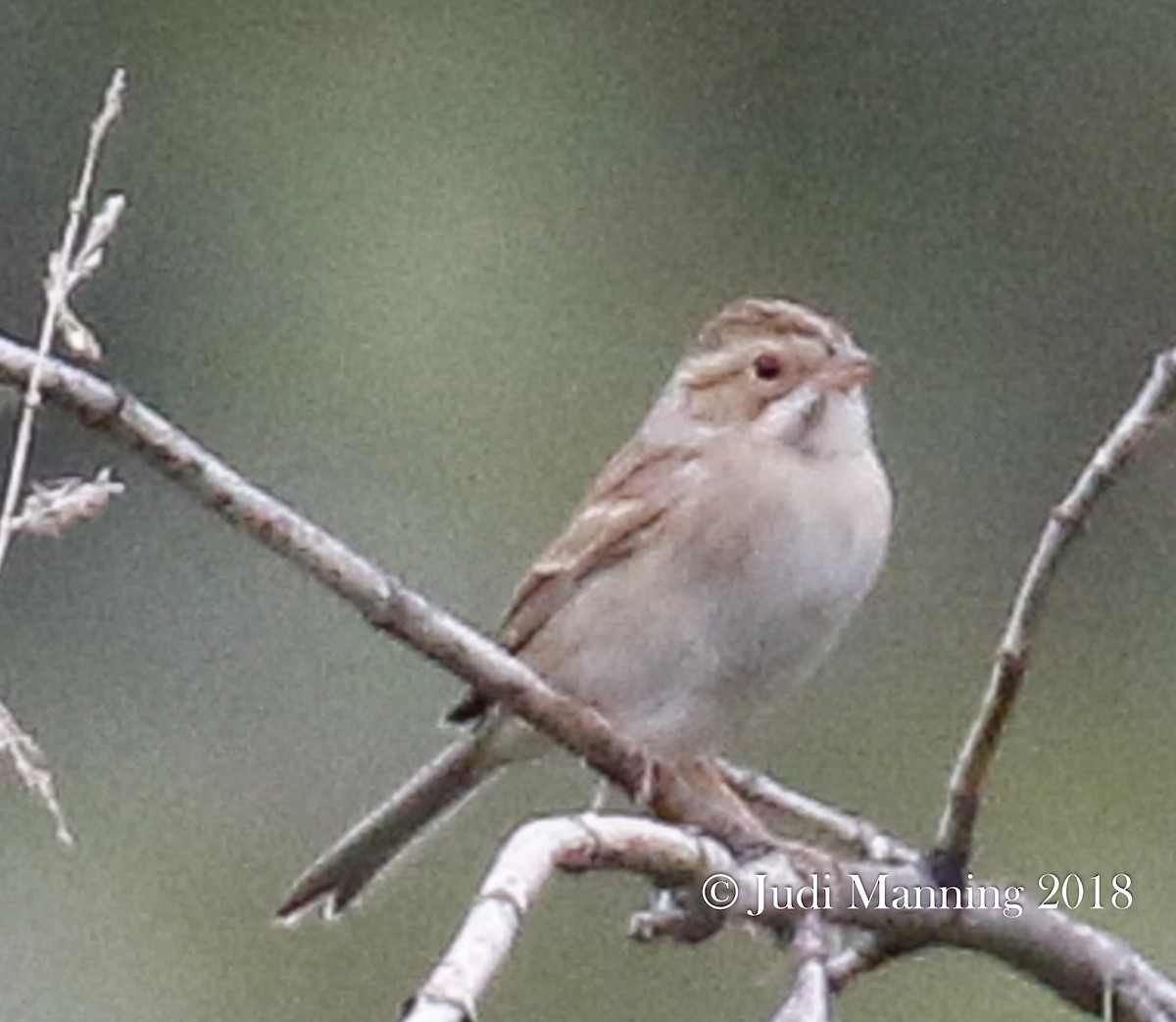 Clay-colored Sparrow - Carl & Judi Manning