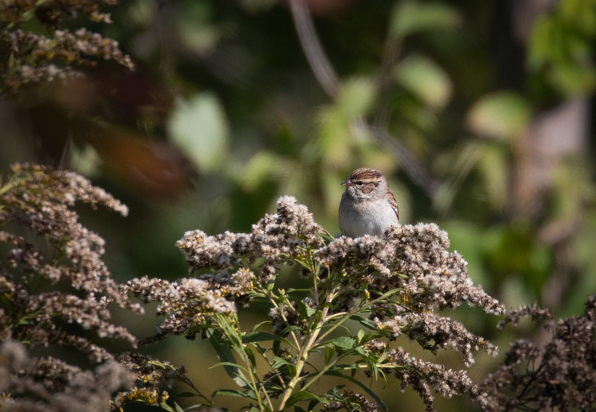 Chipping Sparrow - ML116135301