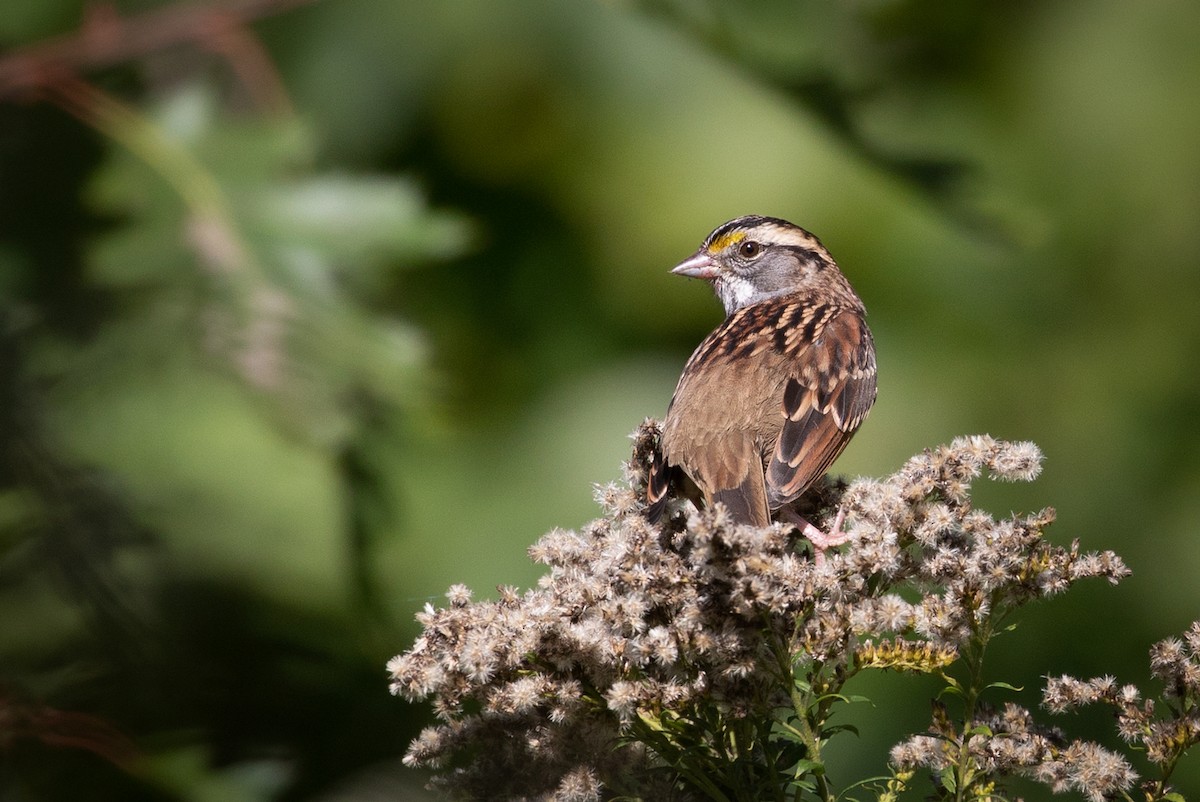 White-throated Sparrow - Suzanne Labbé
