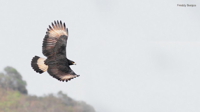 Definitive Basic Black-and-chestnut Eagle - Black-and-chestnut Eagle - 