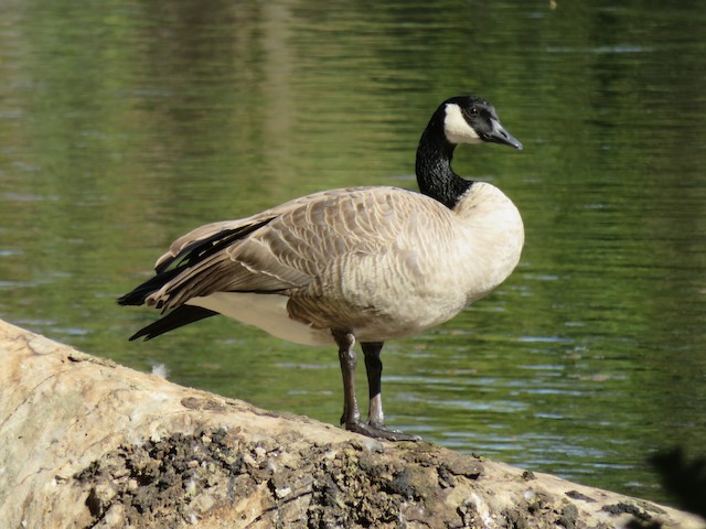 Canada goose 3t clearance argentina