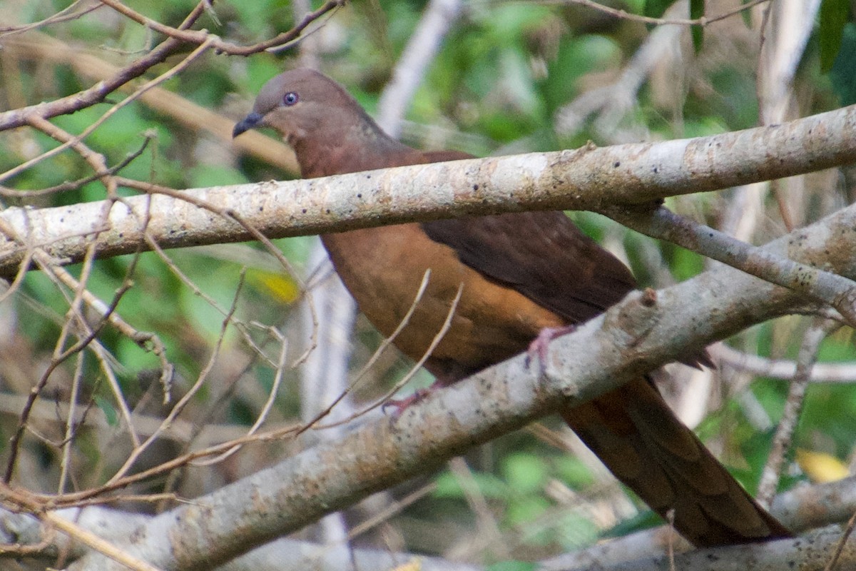 Brown Cuckoo-Dove - ML116158391