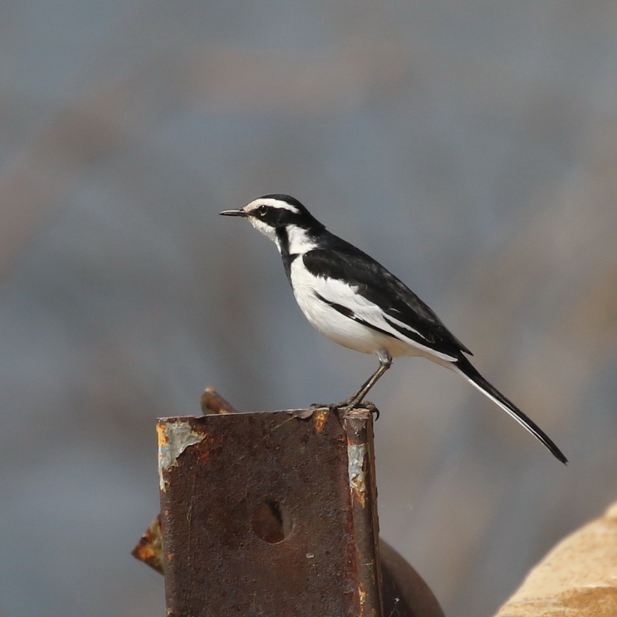 African Pied Wagtail - ML116159411