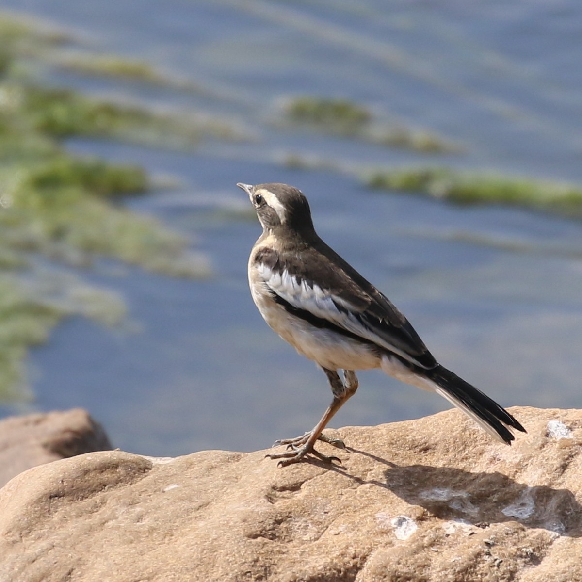 African Pied Wagtail - ML116159431
