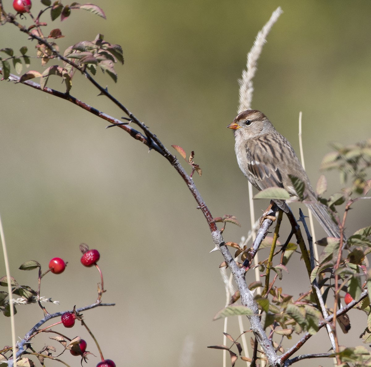 White-crowned Sparrow - ML116159801
