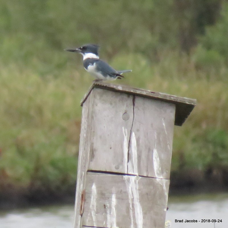 Belted Kingfisher - Brad Jacobs