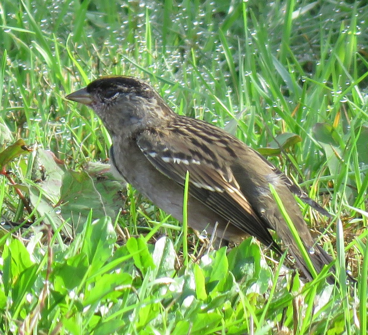 Golden-crowned Sparrow - Kathryn Clouston