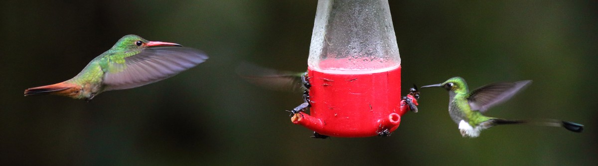 Rufous-tailed Hummingbird - ML116172321