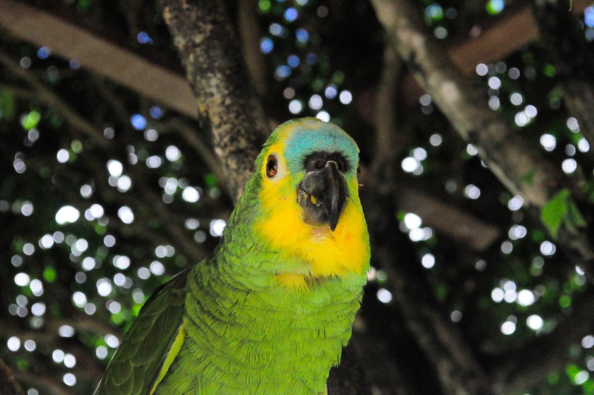Turquoise-fronted Parrot - ML116172601