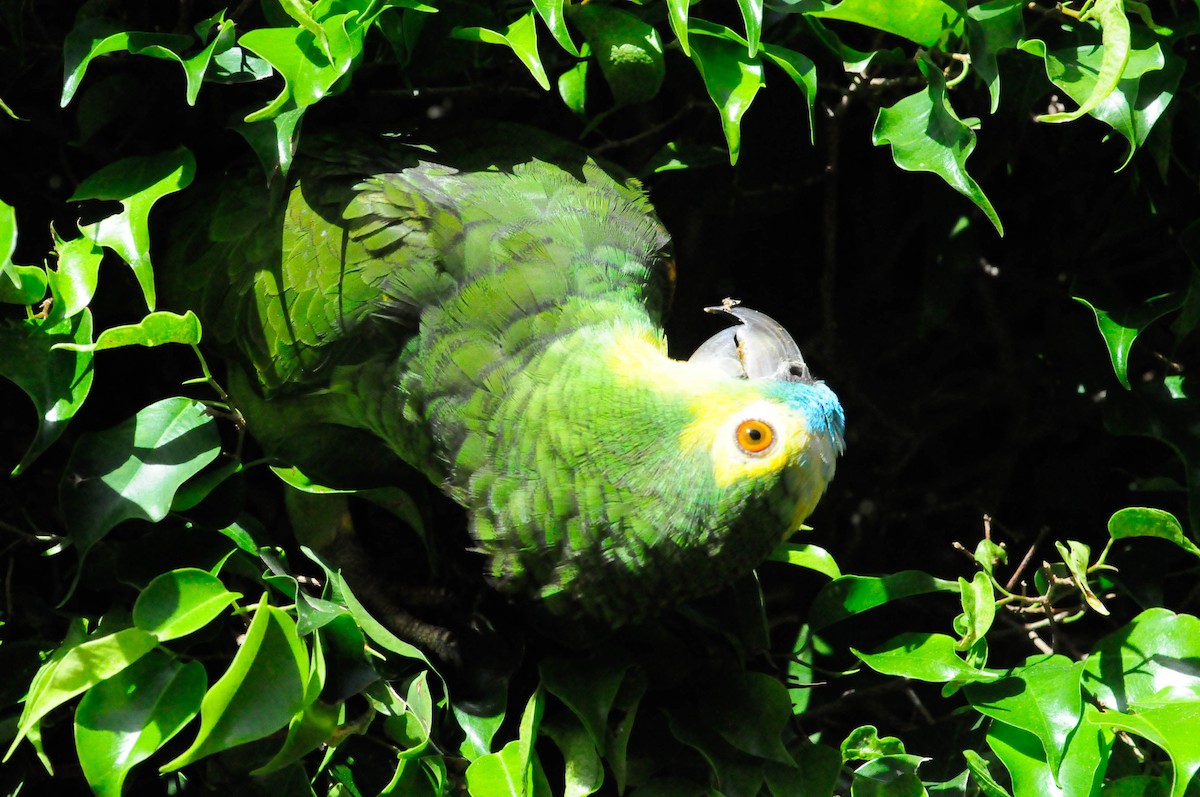 Turquoise-fronted Parrot - ML116172701
