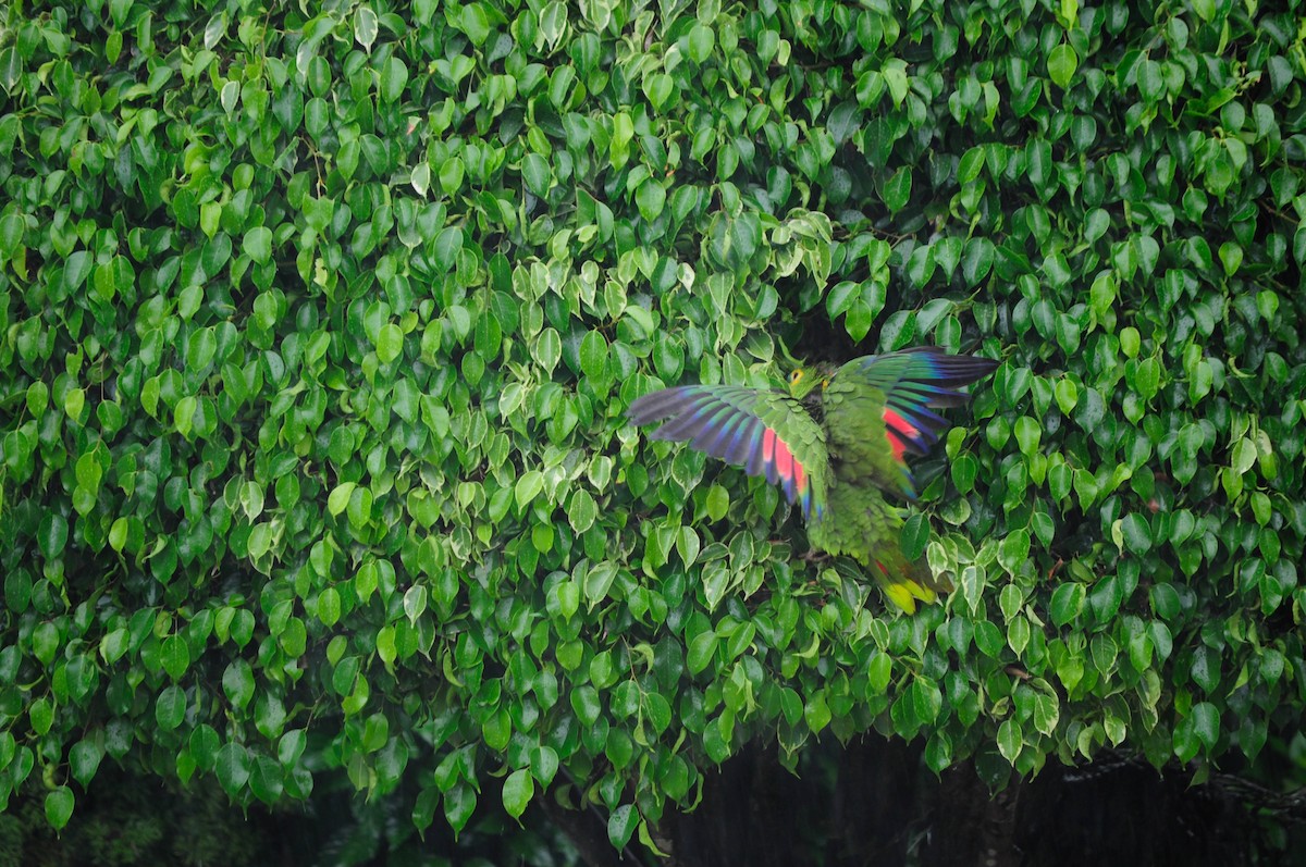 Turquoise-fronted Parrot - ML116172711