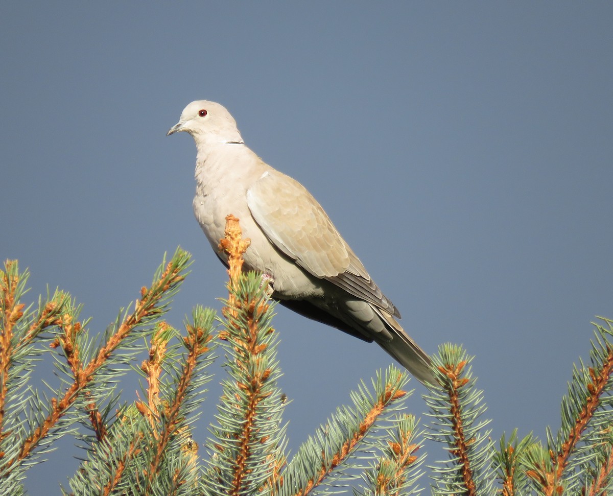 Eurasian Collared-Dove - Jan Thom